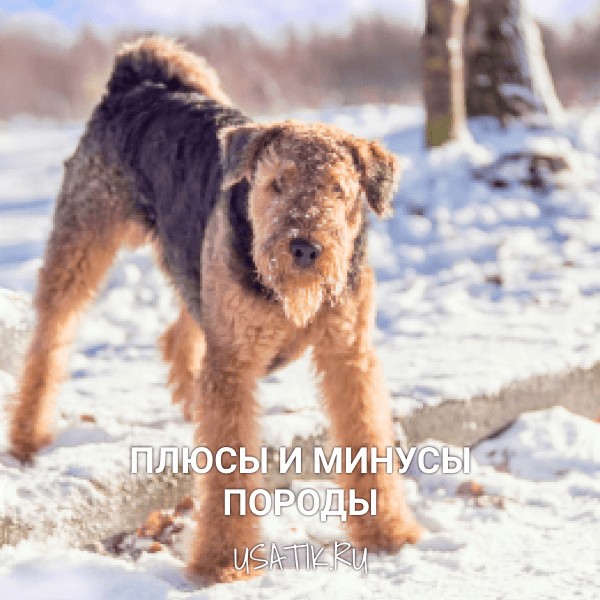 Плюсы и минусы эрдельтерьеров