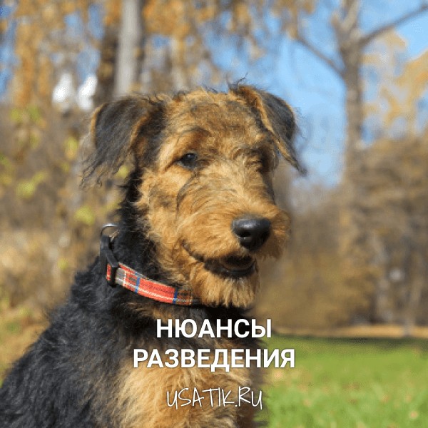 Разведение эрдельтерьеров