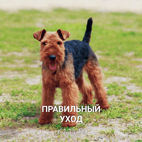 Уход за эрдельтерьерами