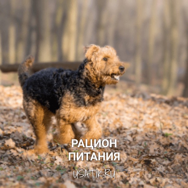 Рацион питания эрдельтерьеров