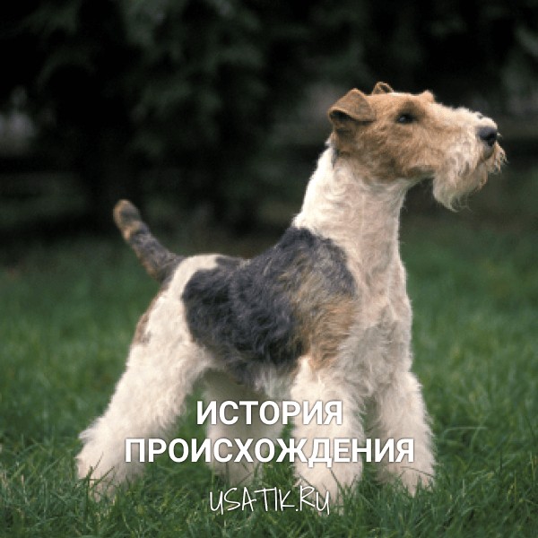 История происхождения фокстерьеров