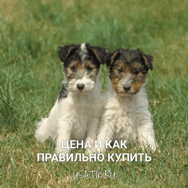 Фокстерьер - цена и как правильно купить