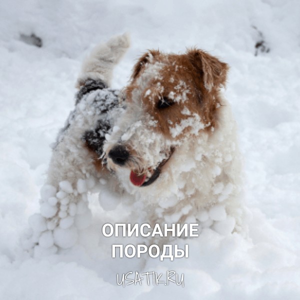 Фокстерьер - описание породы