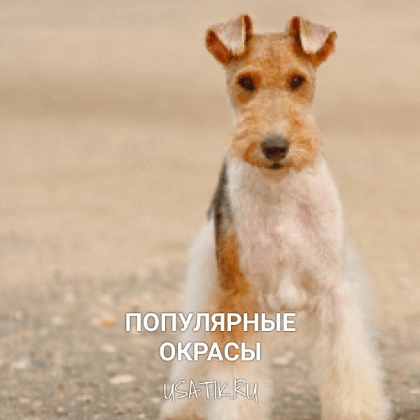 Популярные окрасы фокстерьеров