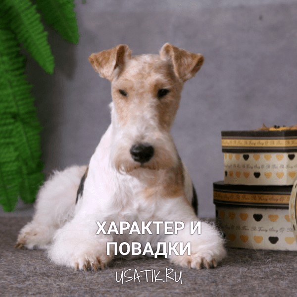 Характер и повадки фокстерьеров