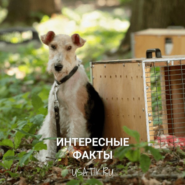 Интересные факты о фосктерьерах