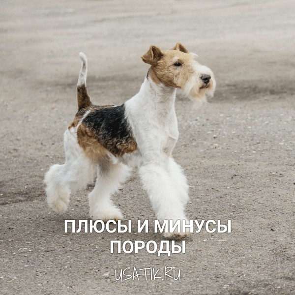 Плюсы и минусы фокстерьеров