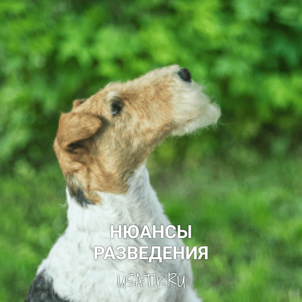 Разведение фокстерьеров