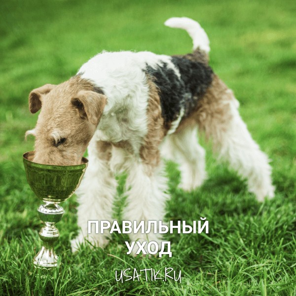Уход за фокстерьерами