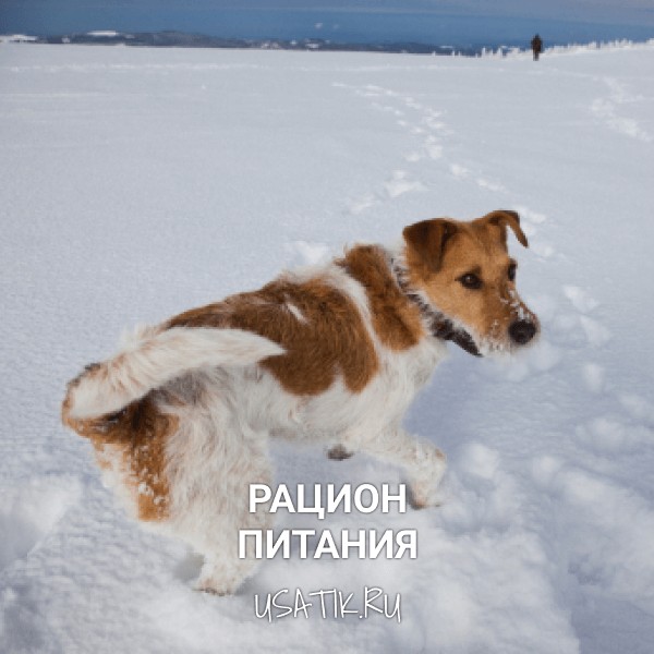 Рацион питания фокстерьеров