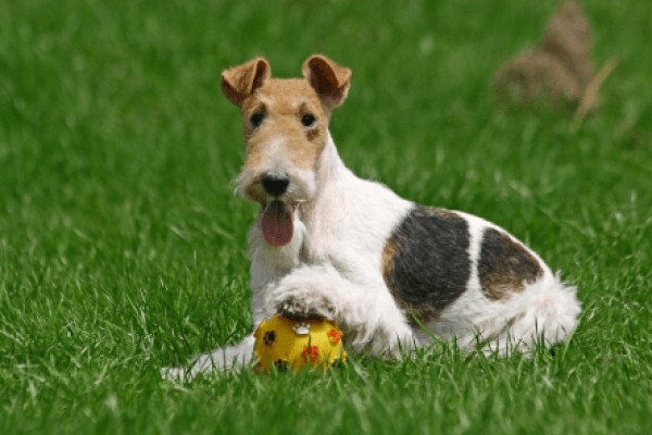 Фокстерьер