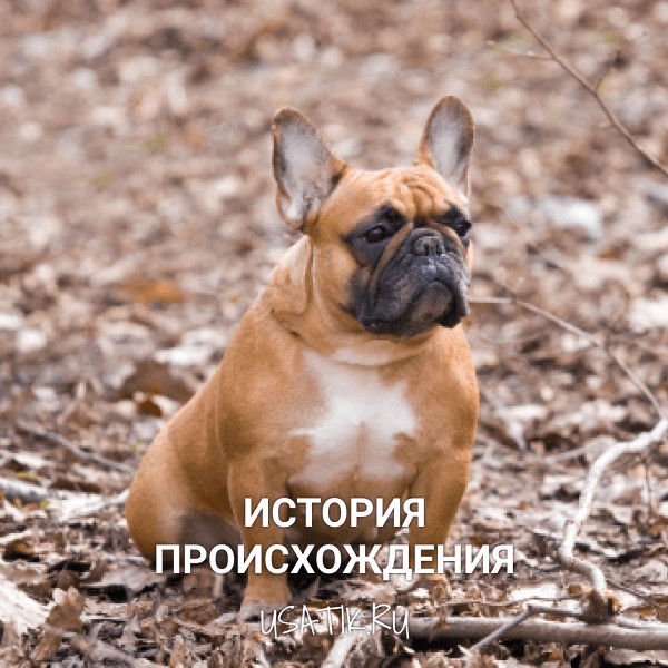 История происхождения французских бульдогов
