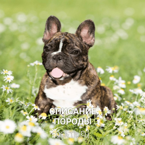 Французский бульдог - описание породы