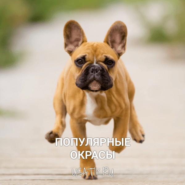 Популярные окрасы французских бульдогов