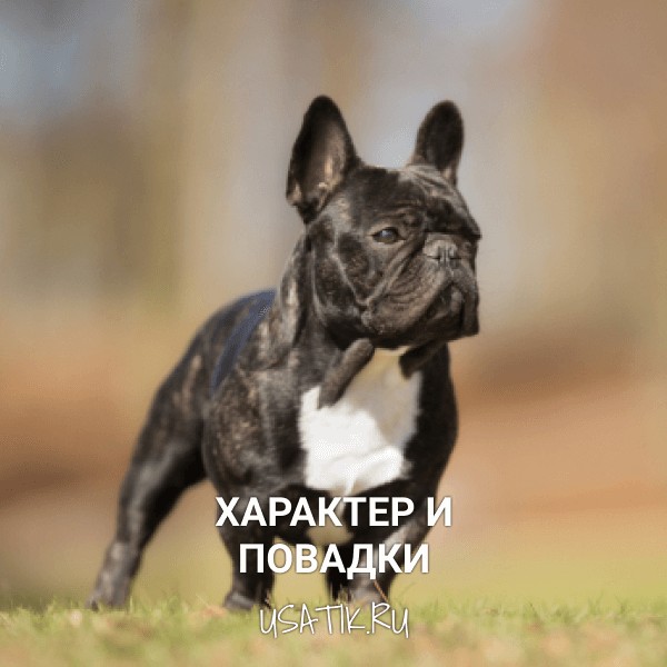 Характер и повадки французских бульдогов