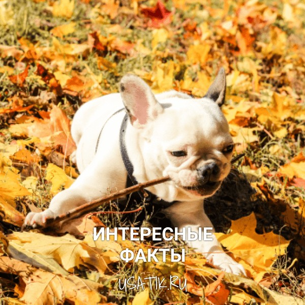 Интересные факты о французских бульдогах