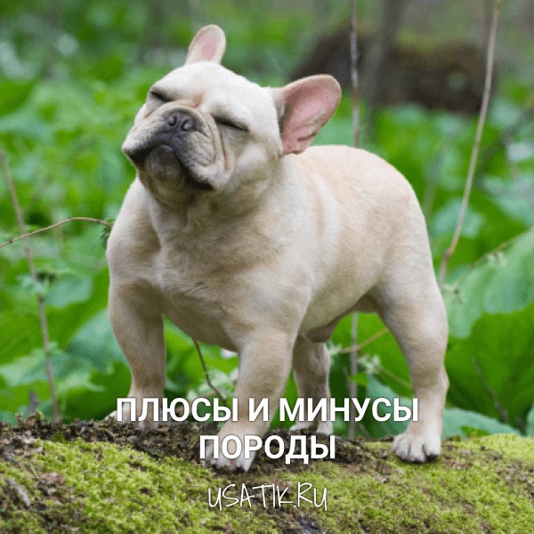 Плюсы и минусы французских бульдогов