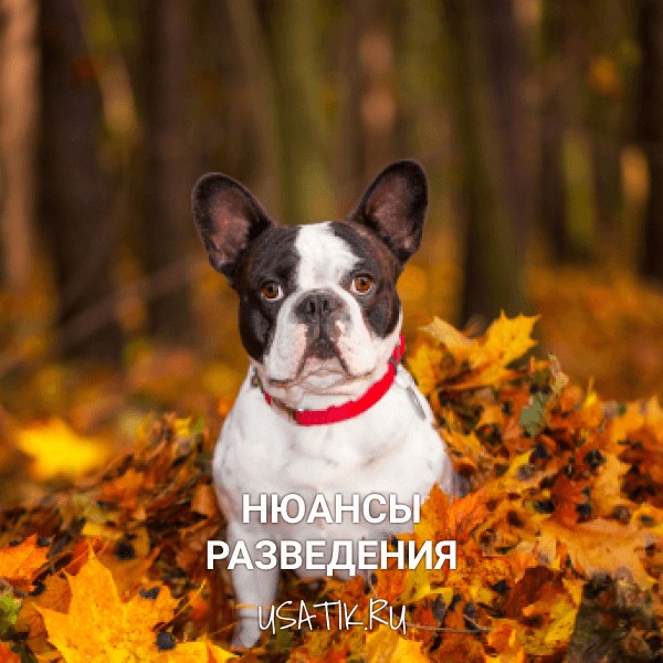 Разведение французских бульдогов