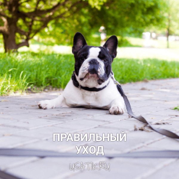 Уход за французскими бульдогами