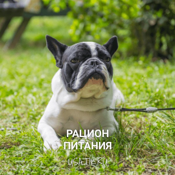 Рацион питания французских бульдогов