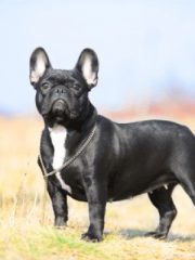 Французский бульдог