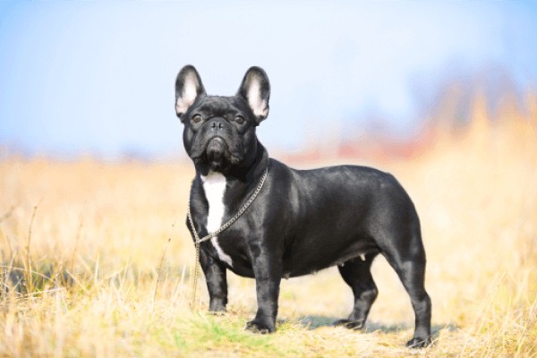 Французский бульдог