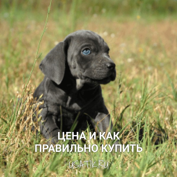 Кане-корсо - цена и как правильно купить