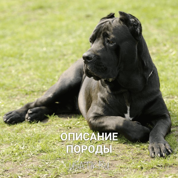 Кане-корсо – описание породы
