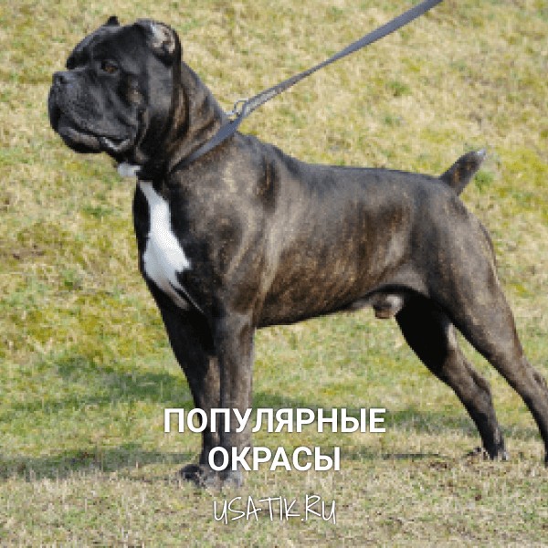 Популярные окрасы кане-корсо