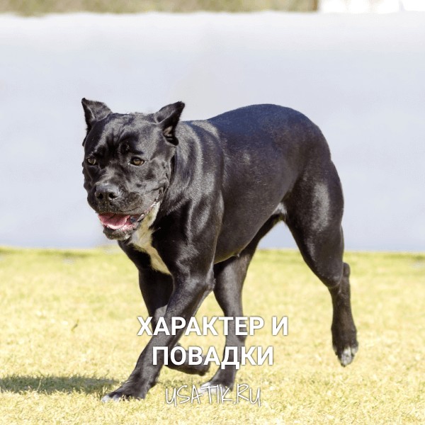 Характер и повадки кане-корсо