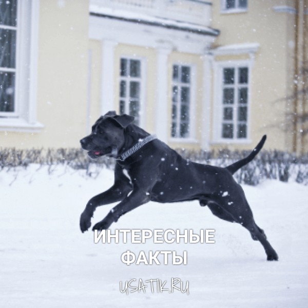 Интересные факты о кане-корсо