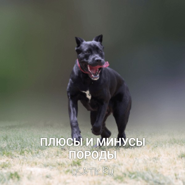 Плюсы и минусы кане-корсо
