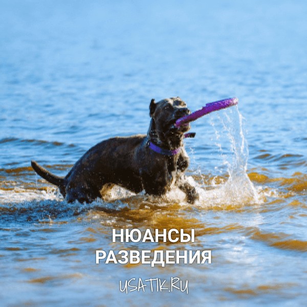 Разведение кане-корсо