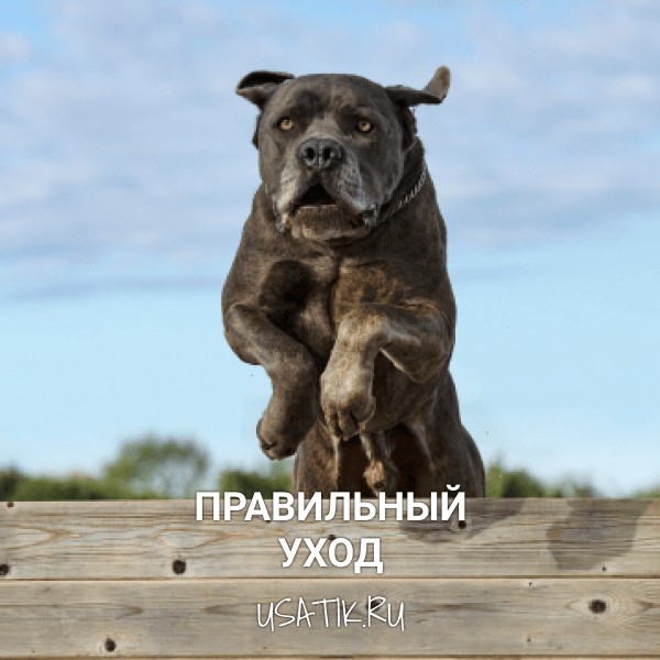 Уход за кане-корсо