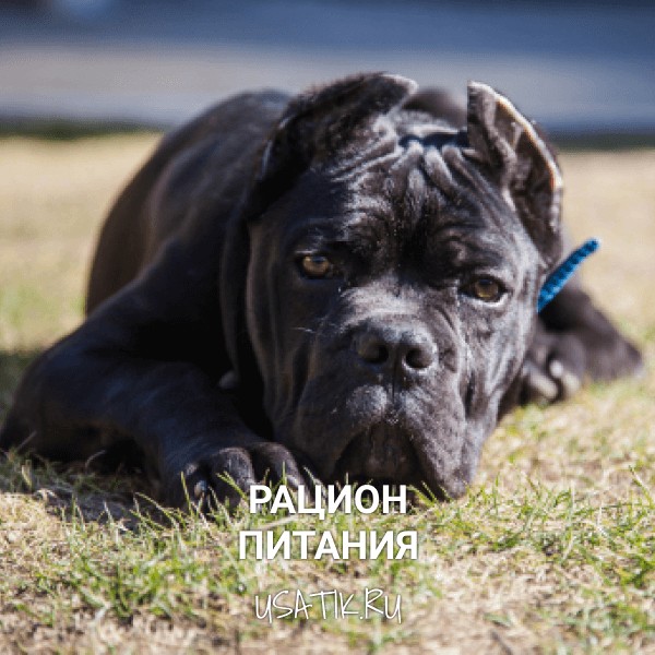 Рацион питания кане-корсо