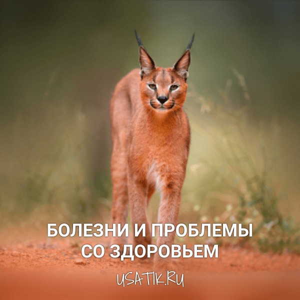 Болезни и проблемы со здоровьем