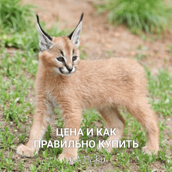 Каракал - цена и как правильно купить