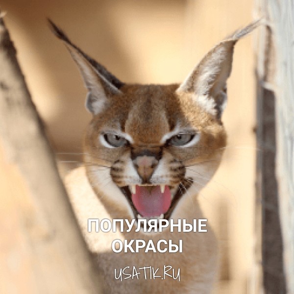 Популярные окрасы каракалов