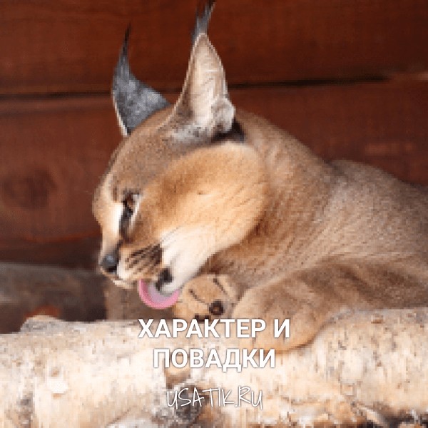 Характер и повадки каракалов