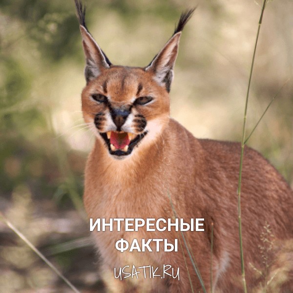 Интересные факты о каракалах