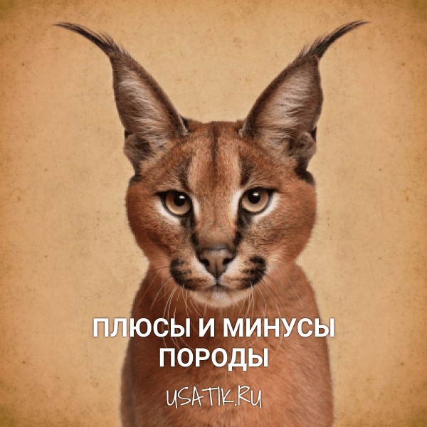 Плюсы и минусы каракалов