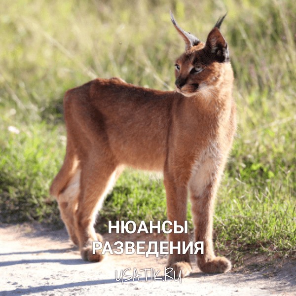 Разведение каракалов