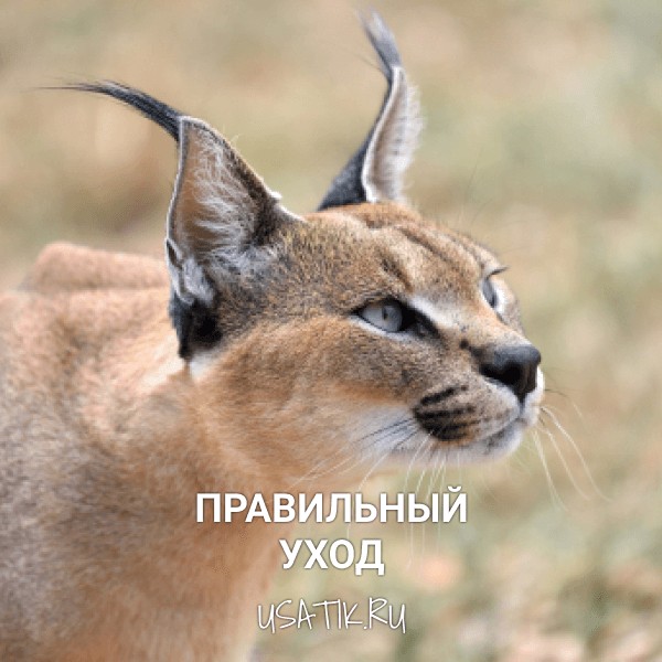 Уход за каракалами