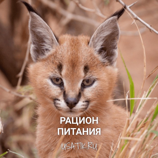 Рацион питания каракалов