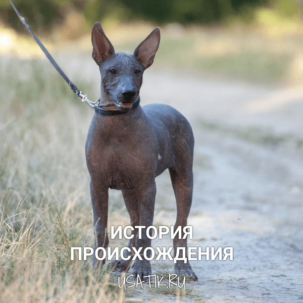 История происхождения ксолоитцкуинтли