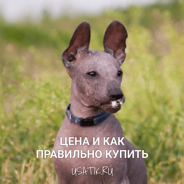 Ксолоитцкуинтли - цена и как правильно купить