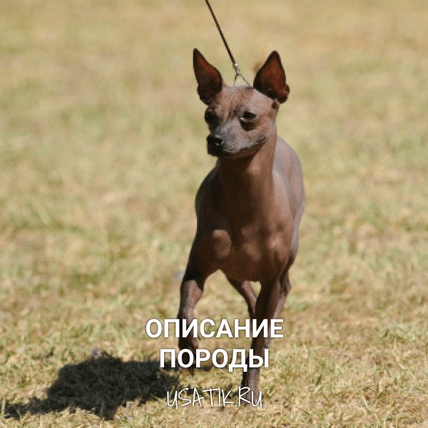 Ксолоитцкуинтли - описание породы