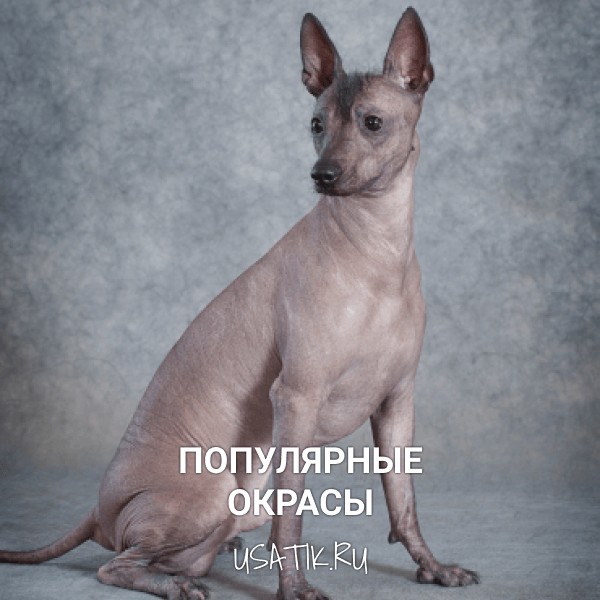 Популярные окрасы ксолоитцкуинтли