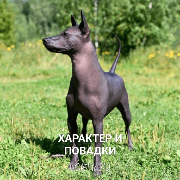 Характер и повадки ксолоитцкуинтли