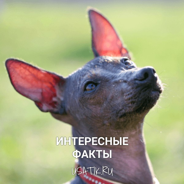 Интересные факты о ксолоитцкуинтли